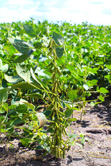 Soybean fields. Young green soybean pods and legume flowers at sunrise. Blurred background. Concept of good harvest, world food crisis.