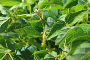 Soybean fields. Young green soybean pods and legume flowers at sunrise. Blurred background. Concept of good harvest, world food crisis.