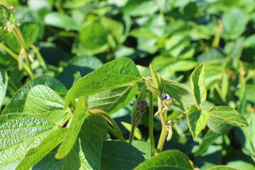 Soybean fields. Young green soybean pods and legume flowers at sunrise. Blurred background. Concept of good harvest, world food crisis.