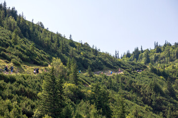 
Nature view with a new forest of trees in the Poloja Tatra Mountains
