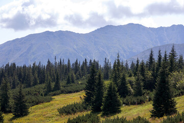 
A new spruce forest in the mountains of the Polish Tatras
