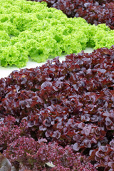 Green and red lettuce in a greenhouse.