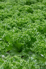 Green lettuce in a greenhouse. Close up.