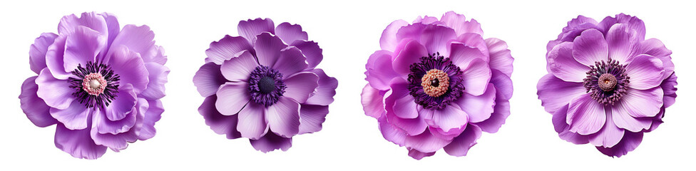 Collection set of purple anemone flowers isolated on transparent background