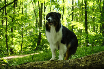 One happy black tricolor Australian Shepherd poses on a fallen tree log in a green spring forest. Aussie having fun outside alone. Charming smart purebred dog in the park on a sunny summer day.