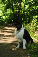 One happy black tricolor Australian Shepherd sits in a green spring forest. Aussie having fun outside alone. Charming smart purebred dog in the park on a sunny summer day. Side view portrait.
