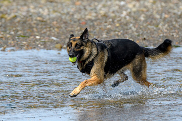A German Shepherd runs through a shallow brook with a tennis ball in her mouth. Water splashes from her feet, rocky beach behind.