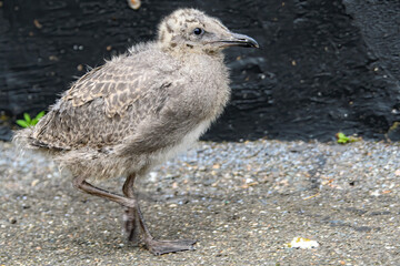 A juvenile seagull walks on asphalt next to a black wall. He is too young to fly. Closeup view.