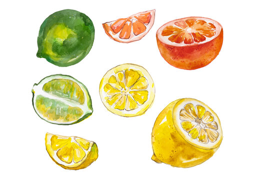 Watercolor painted collection of citrus fruits. Hand drawn fresh food design elements isolated on white background.
