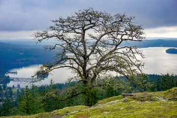 Tranquil scenes from Turtleback Mountain trail, Orcas Island, San Juans, Washington State, Salish...