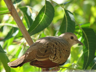 PÁJARO Y HOJAS