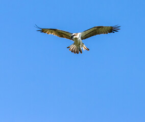 Osprey hovering above a pond in search of fish