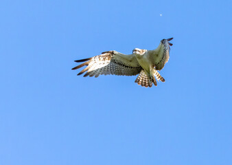 Obraz premium Osprey hovering above a pond in search of fish