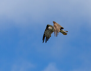 Osprey hovering above a pond in search of fish