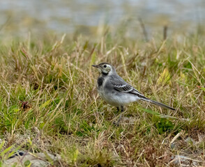 Juvenile pied wagtail bird in the grass