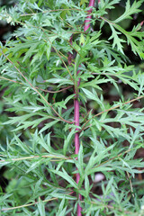 Wormwood (Artemisia vulgaris) grows in nature