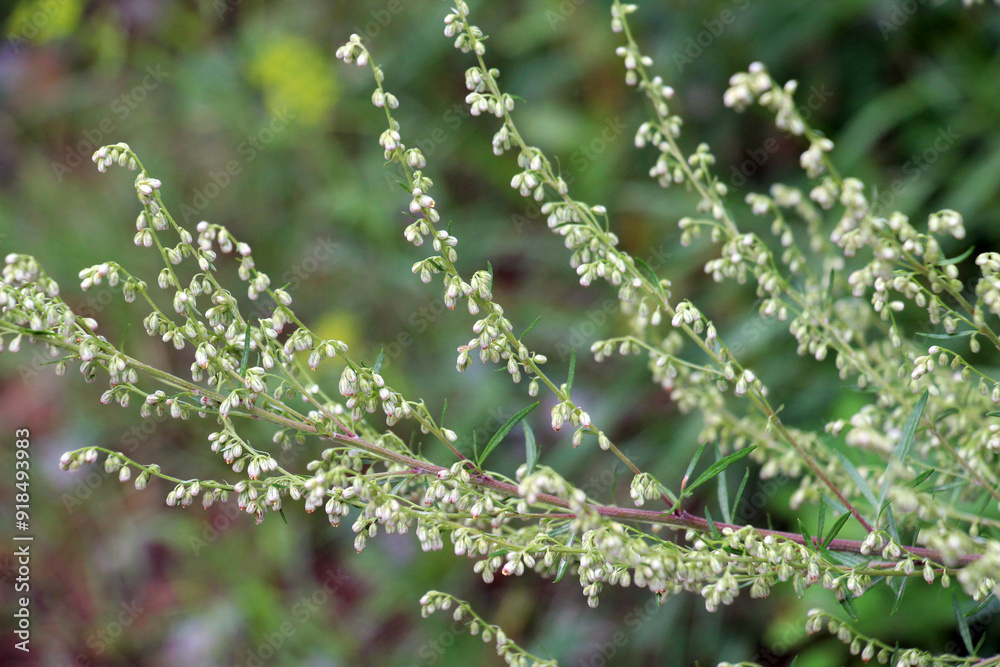 Wall mural wormwood (artemisia vulgaris) grows in nature