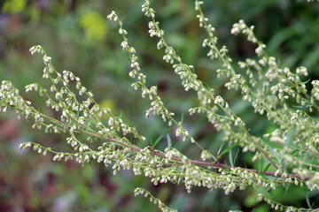 Wormwood (Artemisia vulgaris) grows in nature