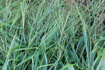 In the field, like a weed, grows Digitaria sanguinalis