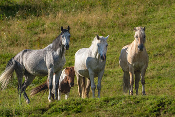 Obraz premium horses in the field