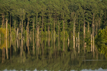 Obraz premium Reflection of trees in a forest under water, after Debby storm.