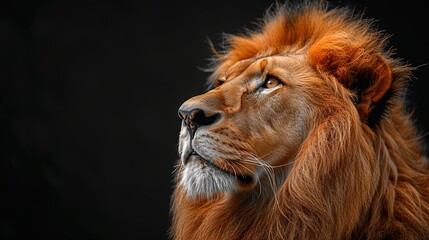 Naklejka premium a lion in a crown Close-up Copy space 