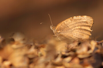 Butterfly. Chazara briseis. Hermit. Colorful nature background. 