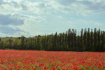 field of poppies