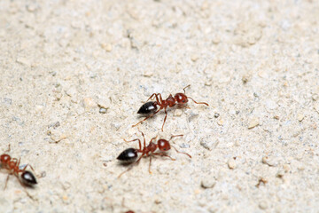 formica fusca ant insect macro photo