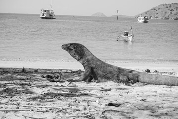 greyscale, black and white grayscale komodo dragon on the island of komodo indonesia