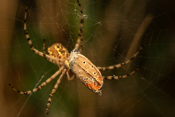Spider and its prey. Argiope Lobata. Polyommatus agestis. Brown Argus. Close up nature. Nature background. 
