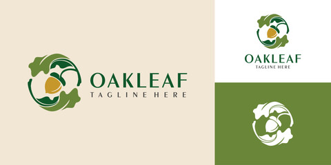 Oak leaf logo design template. Oak leaf with acorns graphic vector. Vector illustration