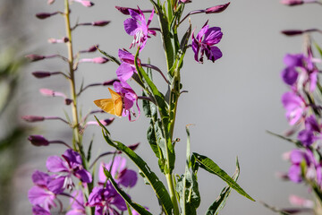 papillon jaune et fleur des montagnes, savoie, france