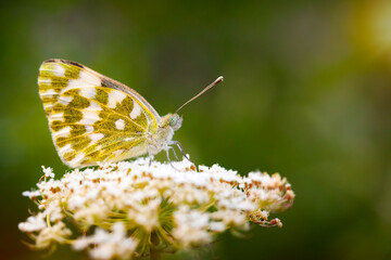 Butterfly. Eastern Bath White. Pontia edusa. Nature background. 