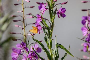 papillon jaune et fleur des montagnes, savoie, france