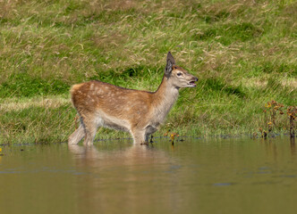 Red deer fawn enjoying cooling down in the water by the grass