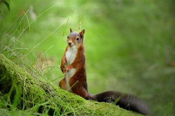 squirrel on the grass