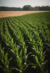 Naklejka premium Cornfield