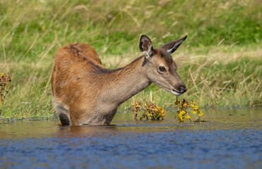 Red deer hind in the water in the pond on a hot day