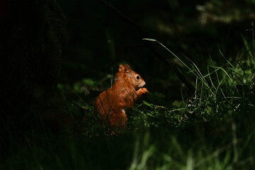 squirrel in the grass 
