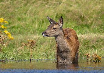 Red deer hind in the water in the pond on a hot day