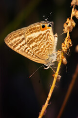 Cute butterfly. Lampides boeticus. Pea blue. Long-tailed Blue. Nature background. 