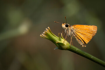 Thymelicus sylvestris. Small Skipper. Macro nature. Nature background. 