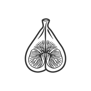 black and white fig fruit cut open clip art preview