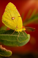 A Butterfly that resembles a yellowed leaf. Clouded Yellow. Colias croceu. Nature background. 
