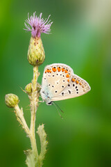 Butterfly. Common Blue. Close up nature. Nature background. 