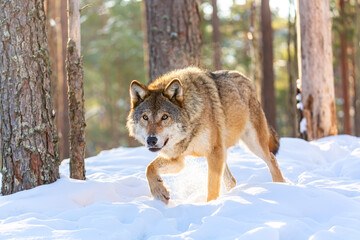 Timber wolf in snowy sunny winter forest. European wolf Canis Lupus in natural habitat. Wild life.