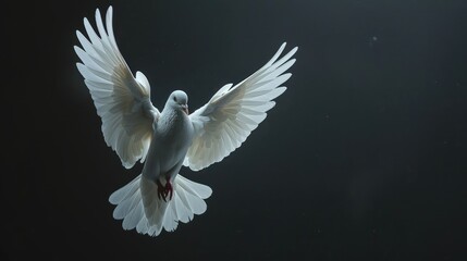 Fototapeta premium White dove flying on a dark background. AI generated.