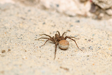 agelena labyrinthica spider macro photo