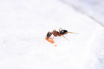 formica fusca ant insect macro photo